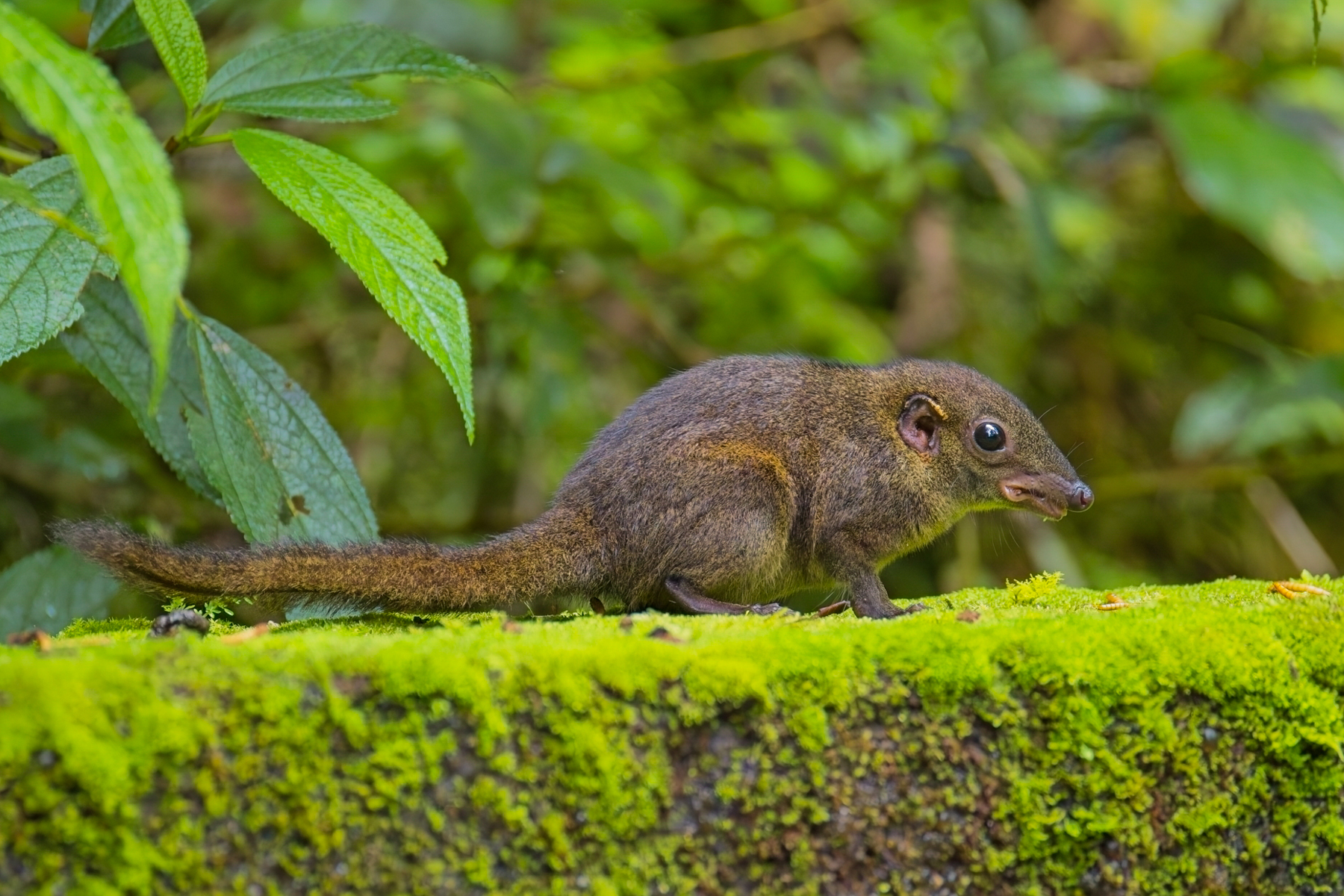 Mountain Treeshrew (image by Andre Ambrose D'Penha)