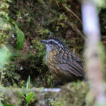 Mountain Wren-babbler (image by Yeo Siew Teck)