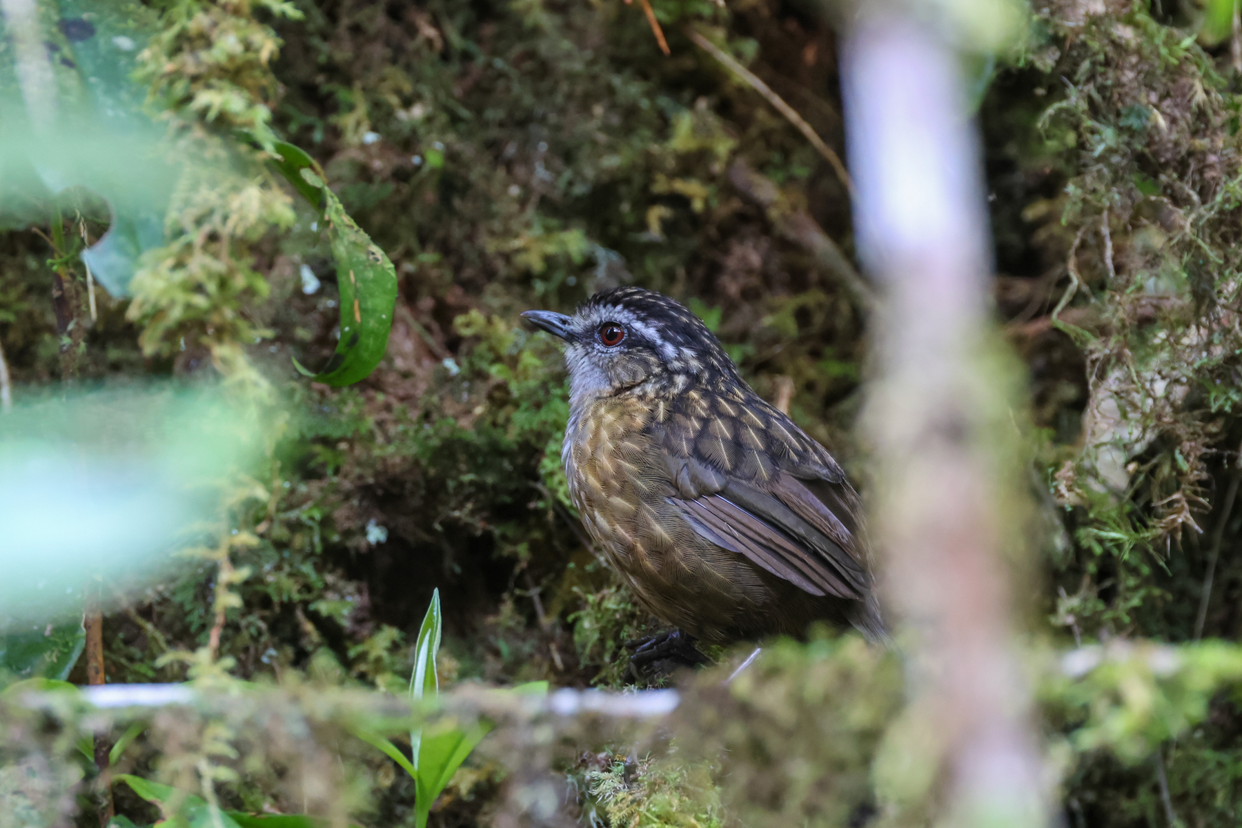 Mountain Wren-babbler (image by Yeo Siew Teck)