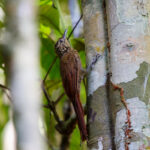 Mournful Long-tailed Woodcreeper (image by Leo Garrigues)