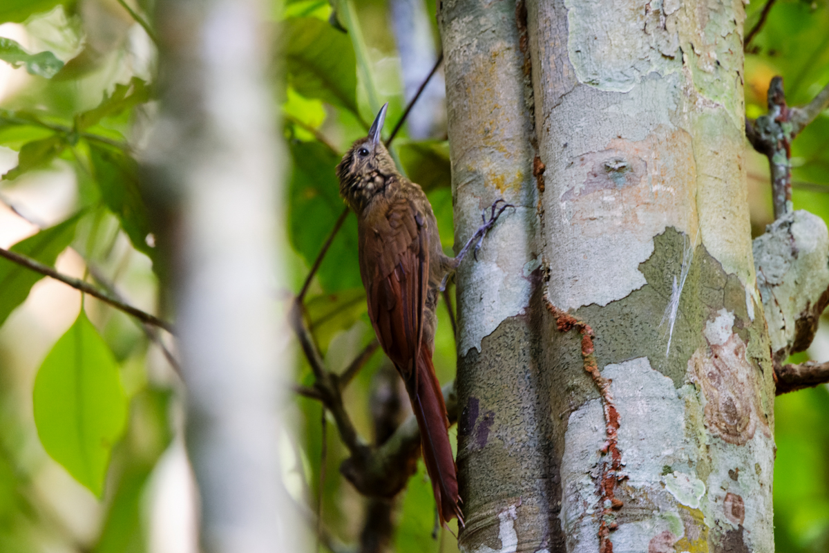 Mournful Long-tailed Woodcreeper (image by Leo Garrigues)
