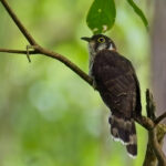 Moustached Hawk Cuckoo (image by Andre Ambrose D'Penha)