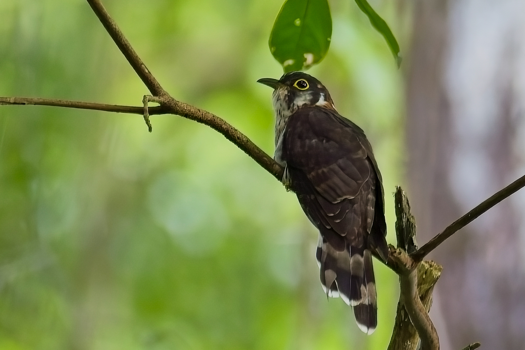 Moustached Hawk Cuckoo (image by Andre Ambrose D'Penha)