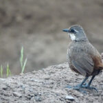 Moustached Turca (image by Mark Pearman)