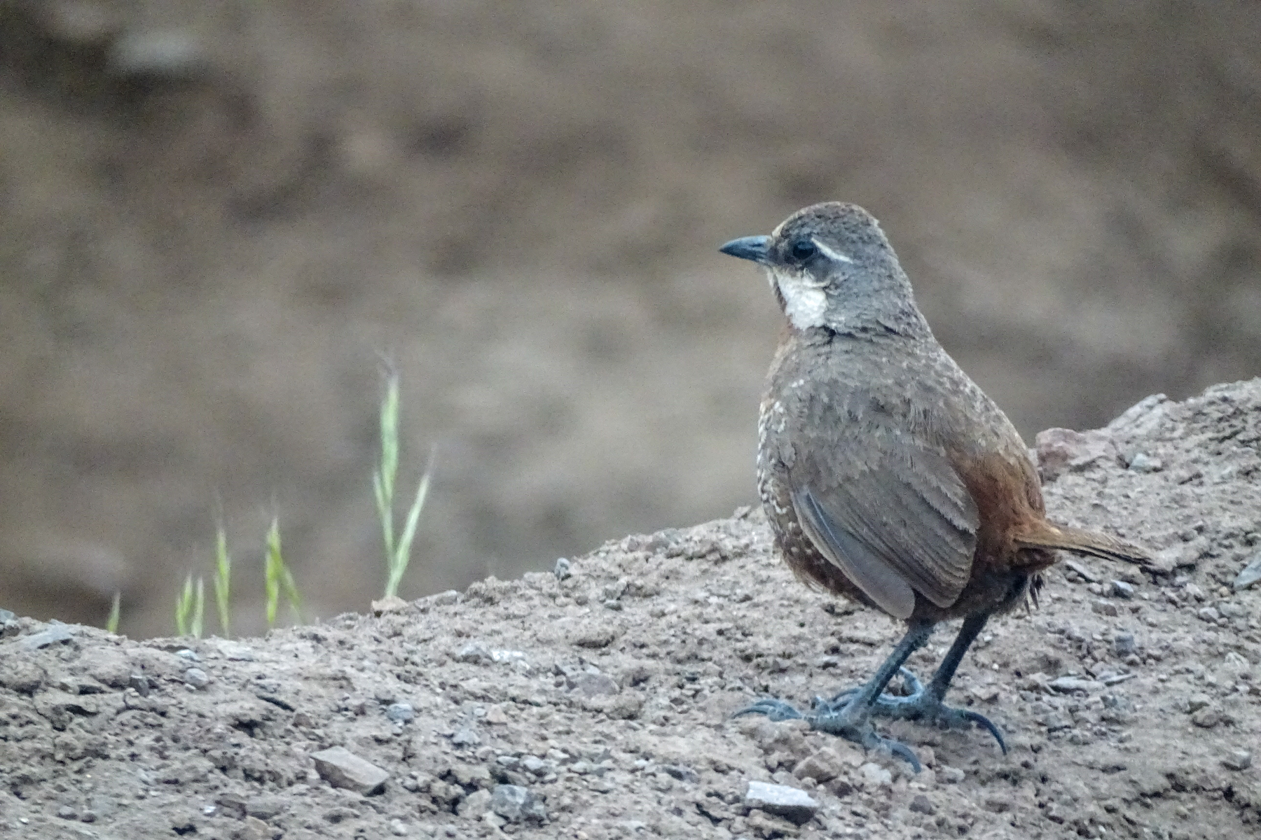 Moustached Turca (image by Mark Pearman)