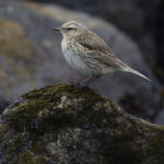 New Zealand Pipit (image by Nik Borrow)