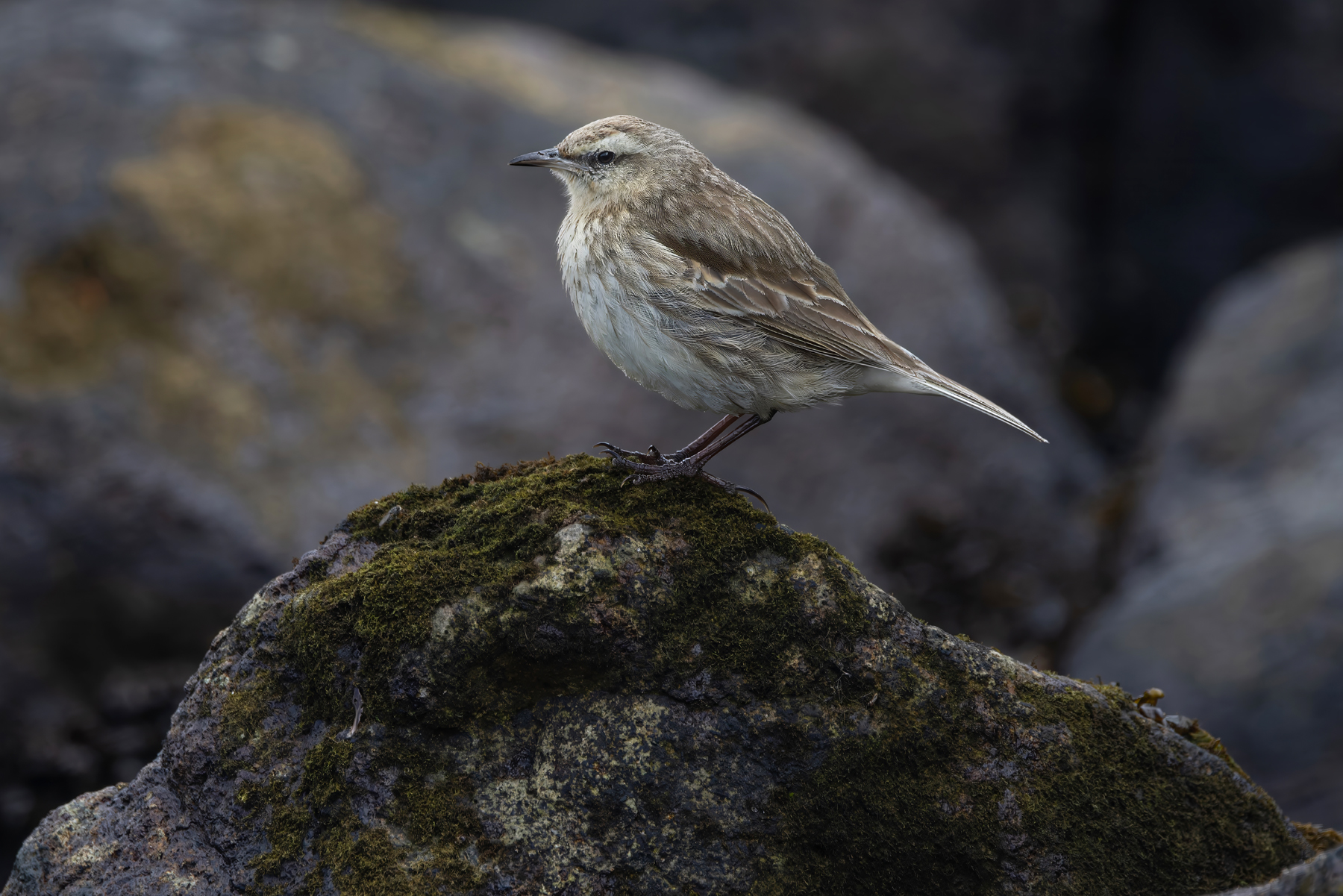 New Zealand Pipit (image by Nik Borrow)