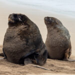 New Zealand Sealions (image by Nik Borrow)
