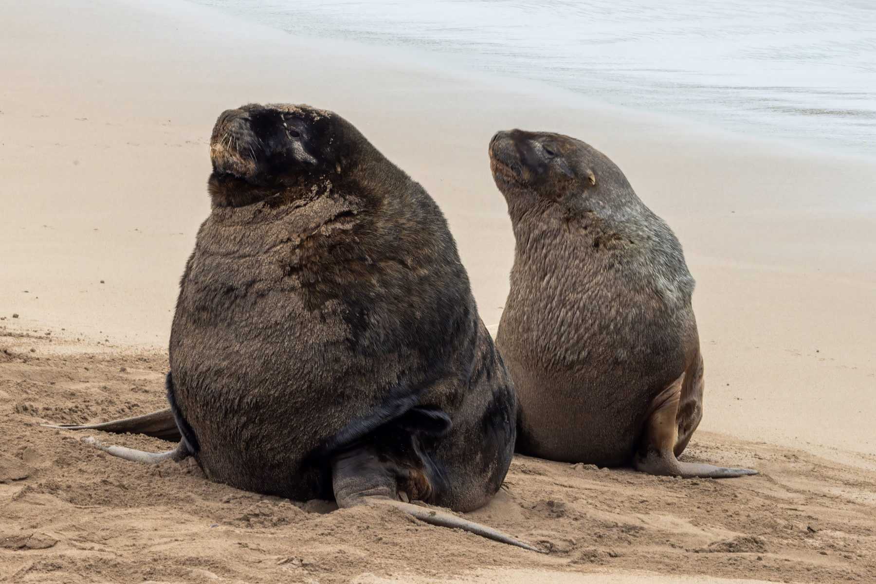 New Zealand Sealions (image by Nik Borrow)