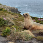 New Zealand Sealion (image by Nik Borrow)