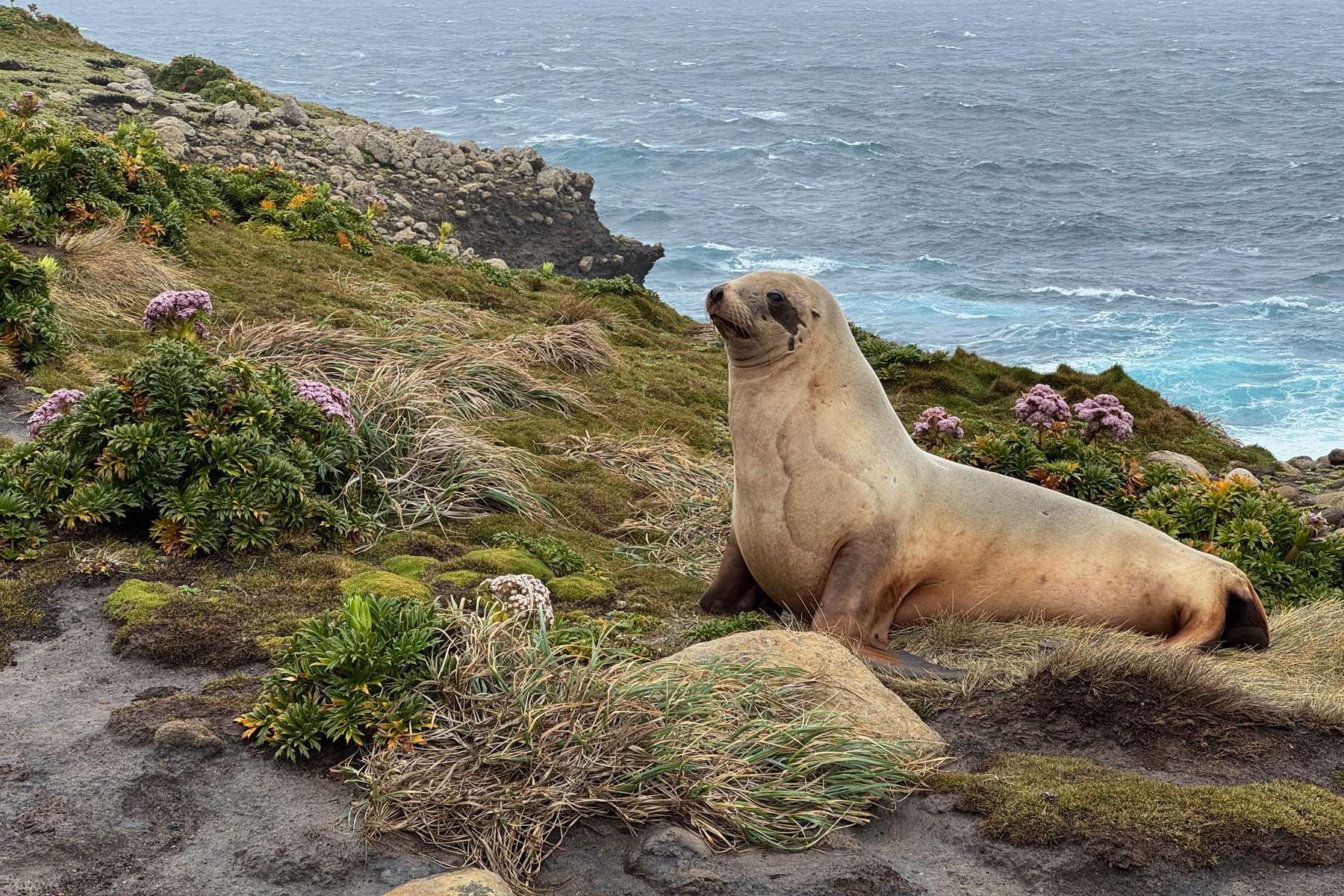 New Zealand Sealion (image by Nik Borrow)