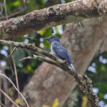 Nimba Flycatcher (image by Pete Morris)