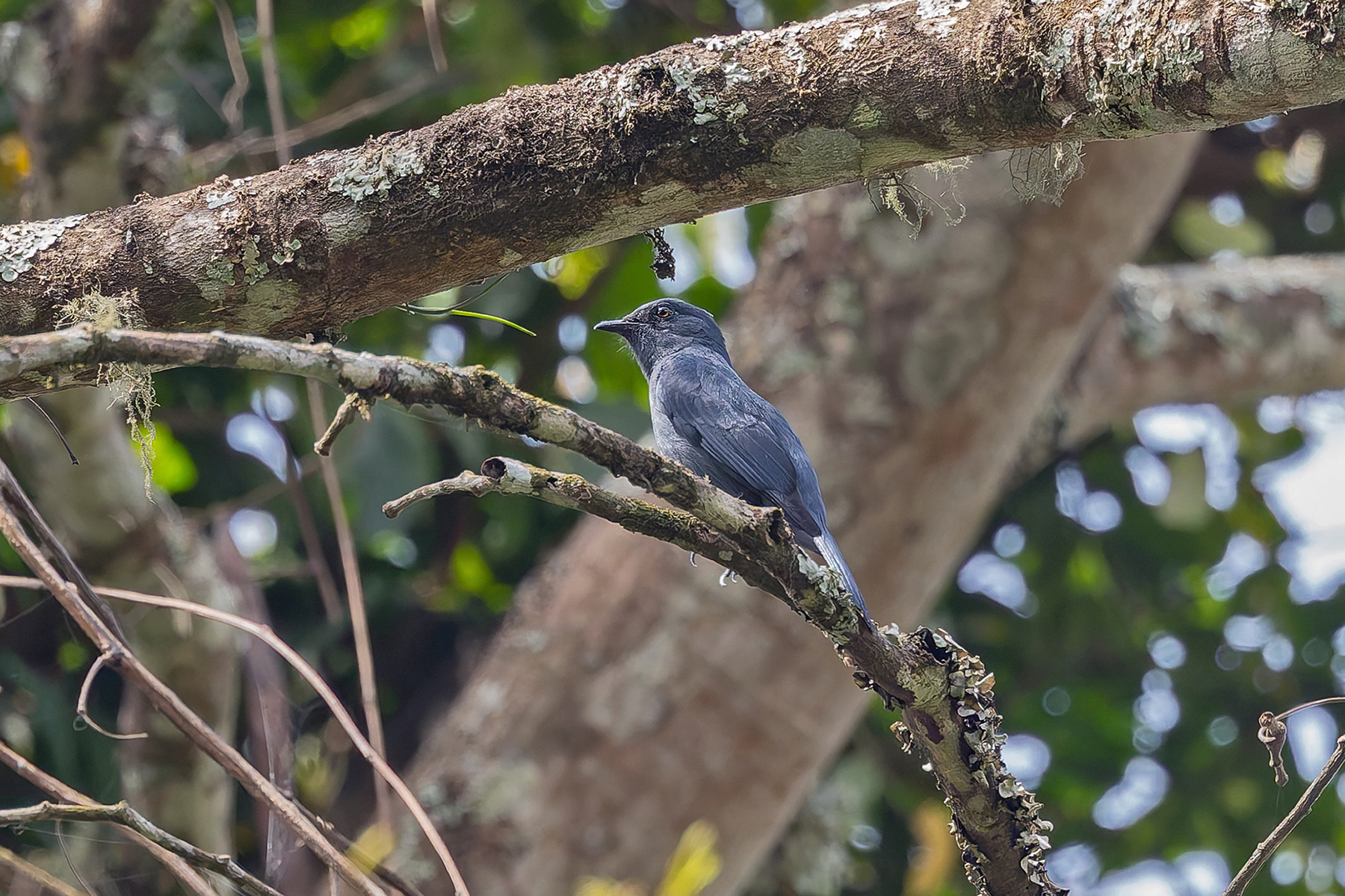 Nimba Flycatcher (image by Pete Morris)