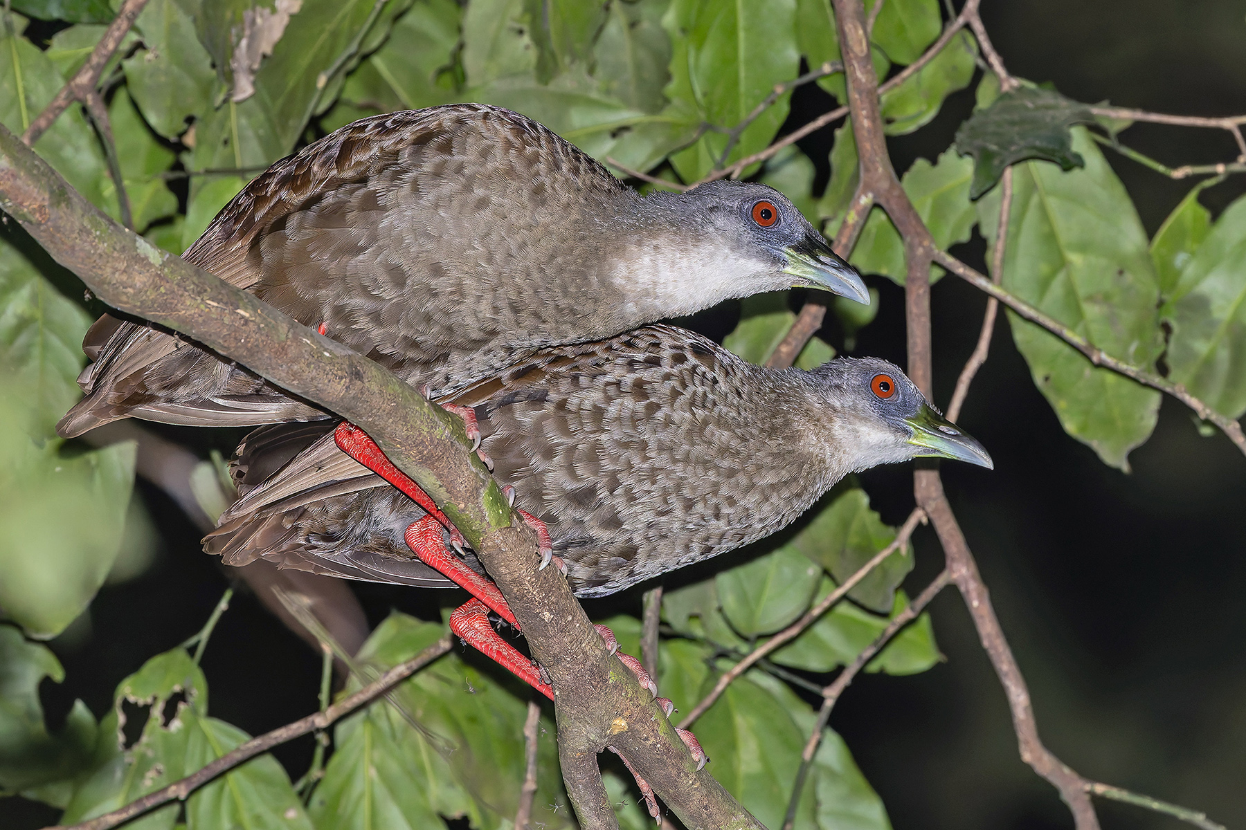 Nkulengu Rails (image by Pete Morris)