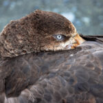 Northern Giant Petrel (image by Nik Borrow)