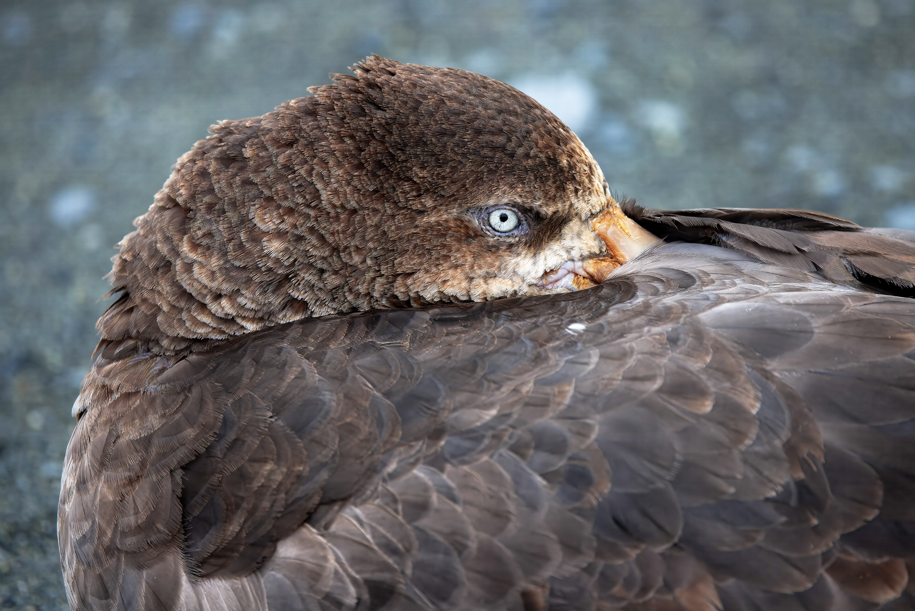 Northern Giant Petrel (image by Nik Borrow)
