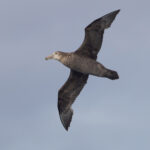 Northern Giant Petrel (image by Nik Borrow)