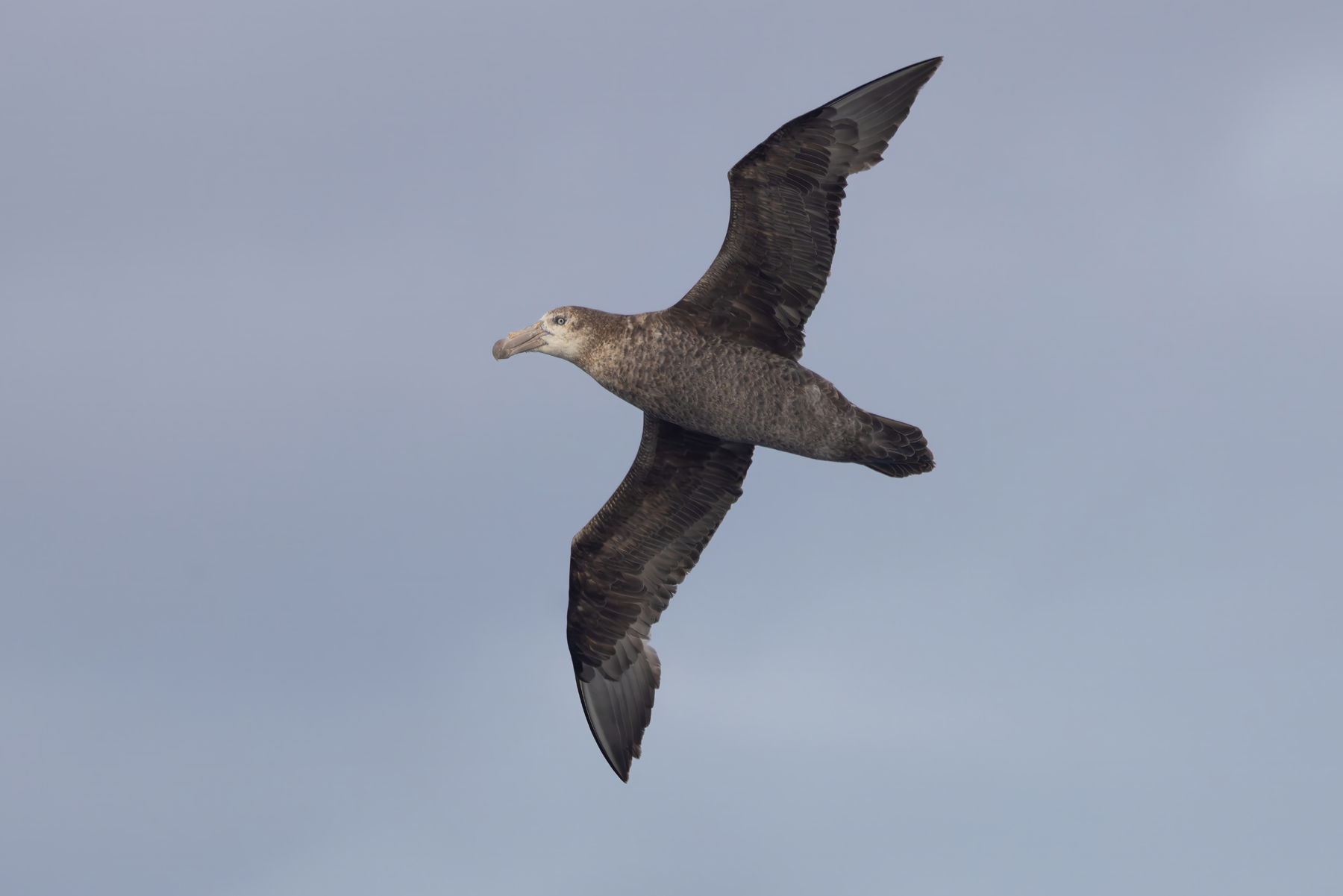 Northern Giant Petrel (image by Nik Borrow)