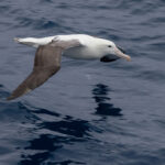 Northern Royal Albatross (image by Nik Borrow)