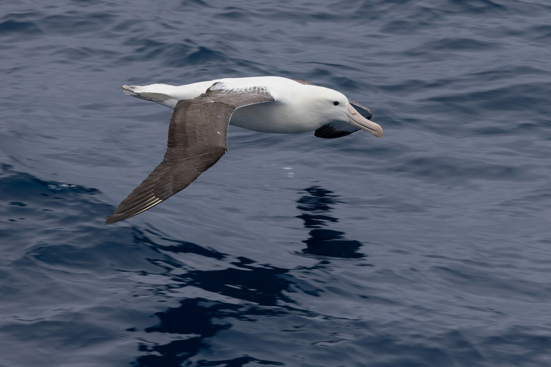 Northern Royal Albatross (image by Nik Borrow)