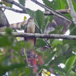 Olive Long-tailed Cuckoo (image by Pete Morris)