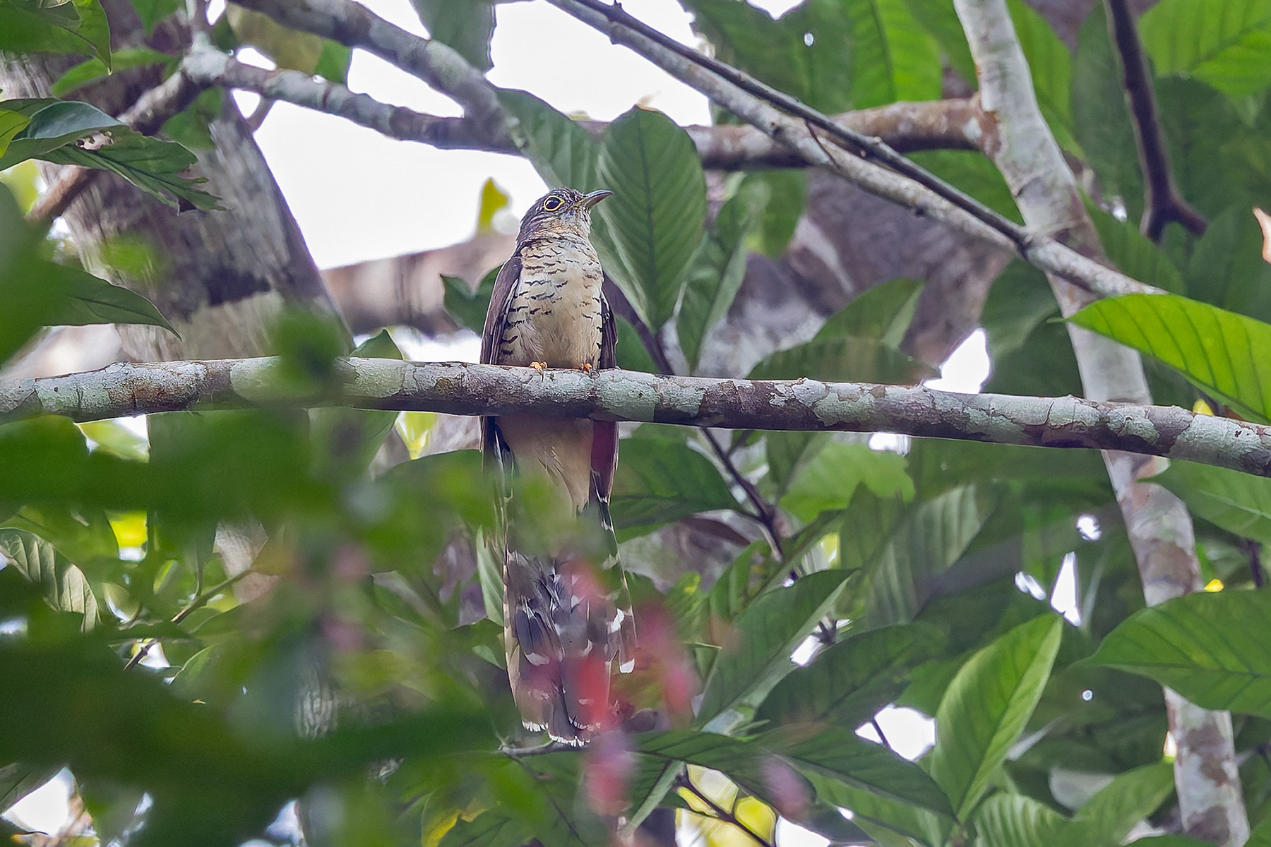 Olive Long-tailed Cuckoo (image by Pete Morris)