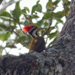 Olive-winged Woodpecker (image by Andre Ambrose D'Penha)