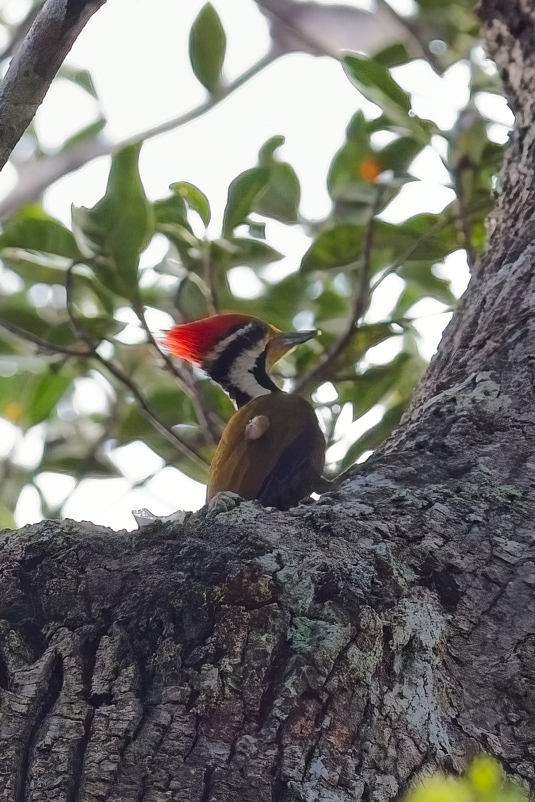 Olive-winged Woodpecker (image by Andre Ambrose D'Penha)