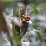 Orange-backed Woodpecker (image by Yeo Siew Teck)