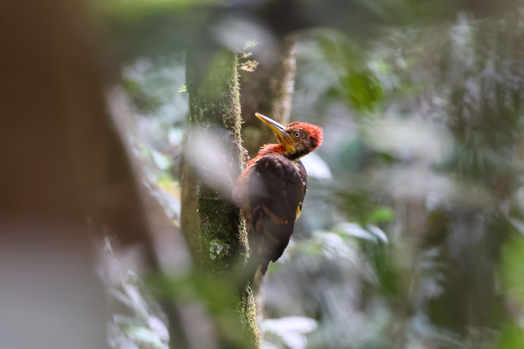 Orange-backed Woodpecker (image by Yeo Siew Teck)