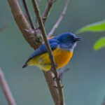 Orange-bellied Flowerpecker (image by Andre Ambrose D'Penha)