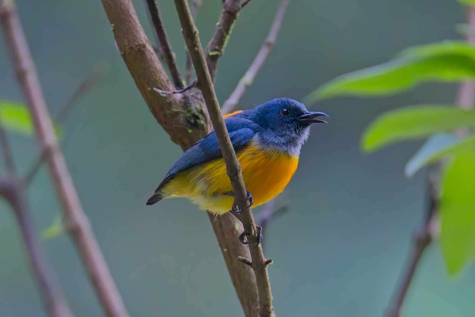 Orange-bellied Flowerpecker (image by Andre Ambrose D'Penha)