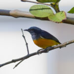 Orange-bellied Flowerpecker (image by Andre Ambrose D'Penha)