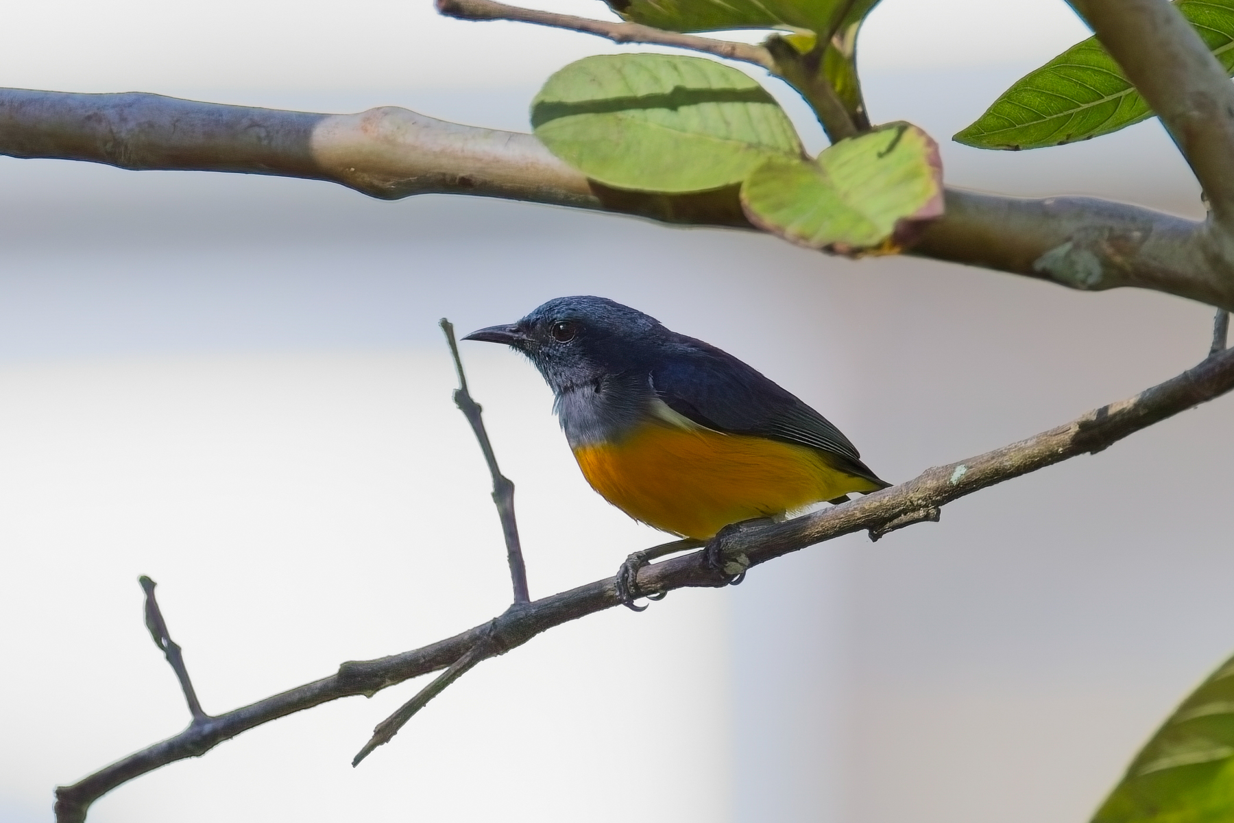 Orange-bellied Flowerpecker (image by Andre Ambrose D'Penha)