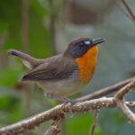 Orange-breasted Forest Robin (image by Pete Morris)