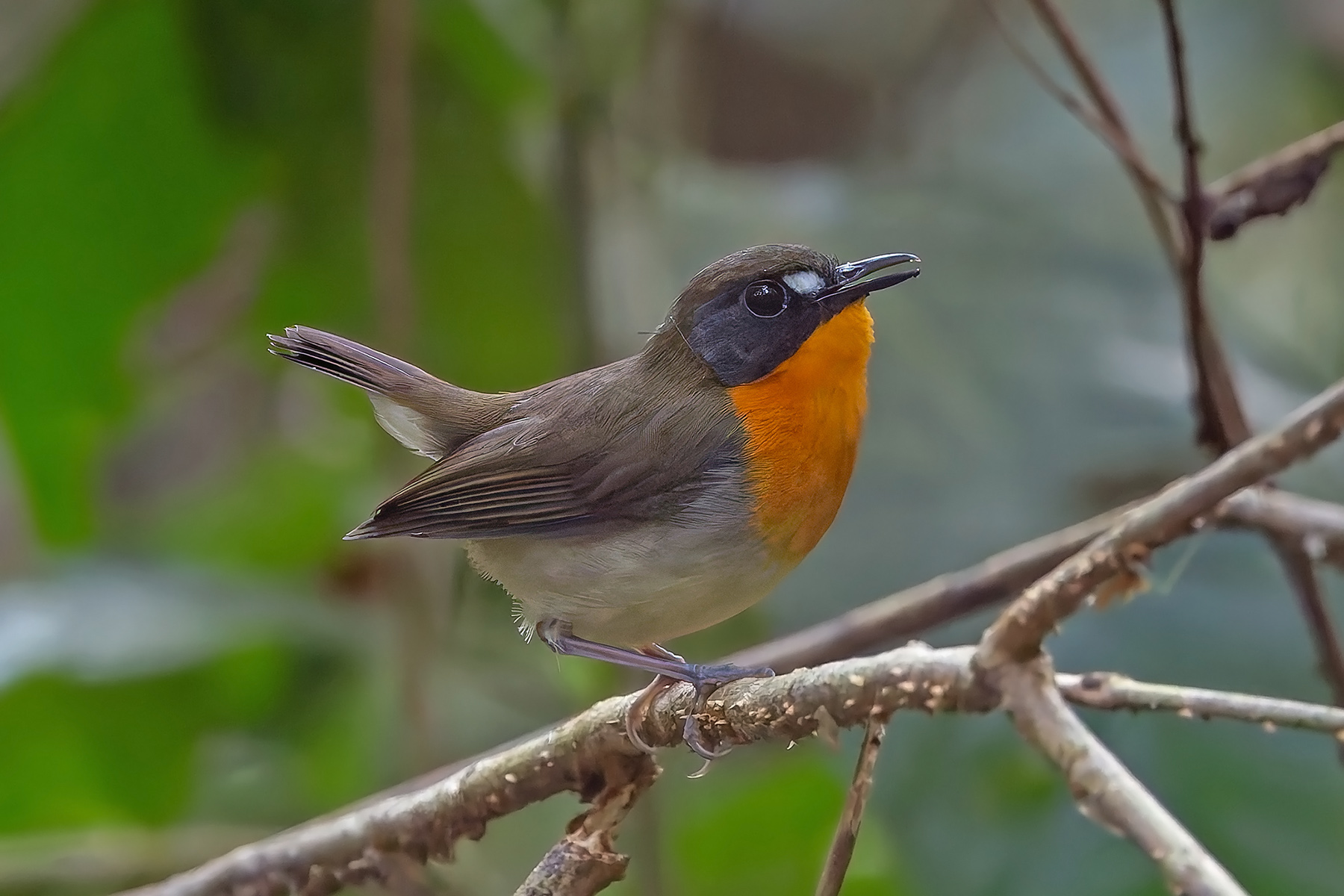 Orange-breasted Forest Robin (image by Pete Morris)