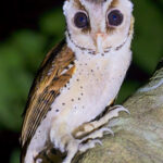 Oriental Bay Owl (image by Andre Ambrose D'Penha)
