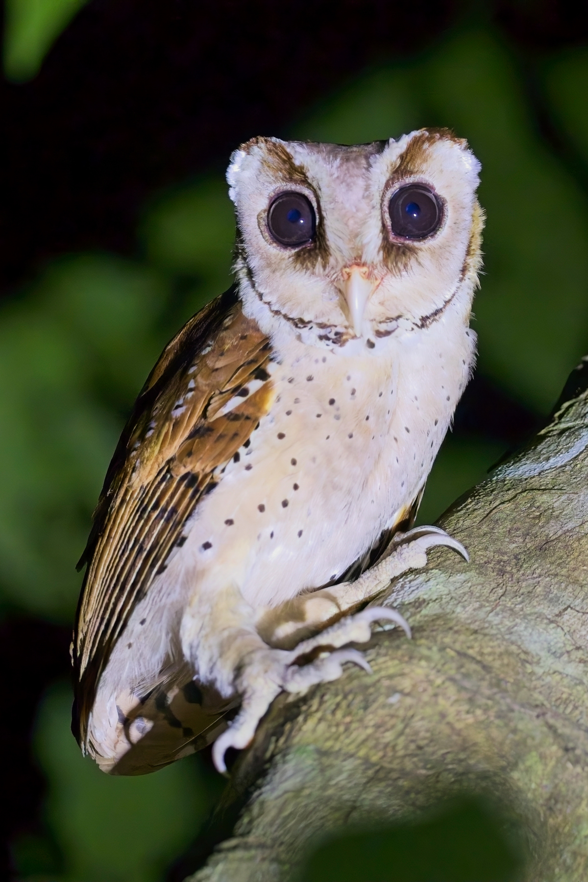 Oriental Bay Owl (image by Andre Ambrose D'Penha)