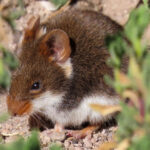 Ornate Soft-haired Mouse (image by Mark Pearman)