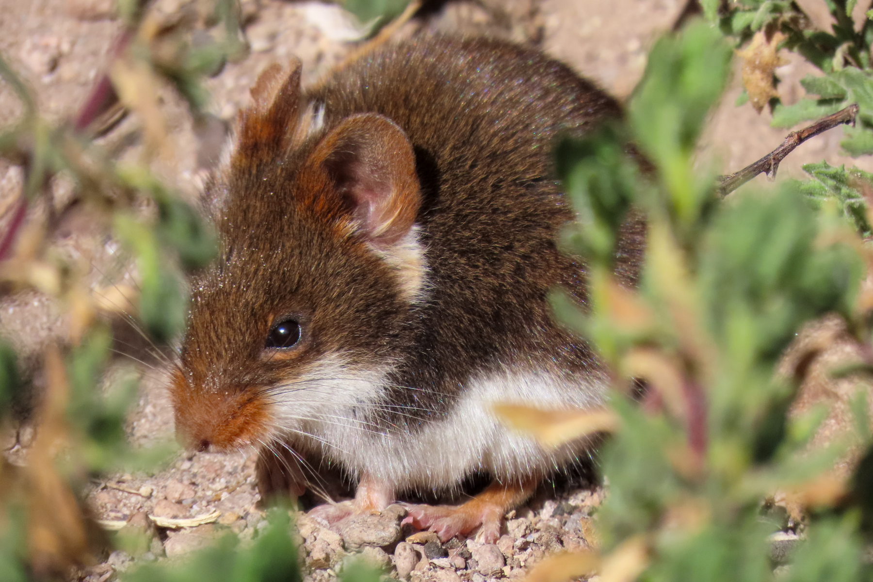 Ornate Soft-haired Mouse (image by Mark Pearman)
