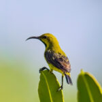 Ornate Sunbird (image by Andre Ambrose D'Penha)