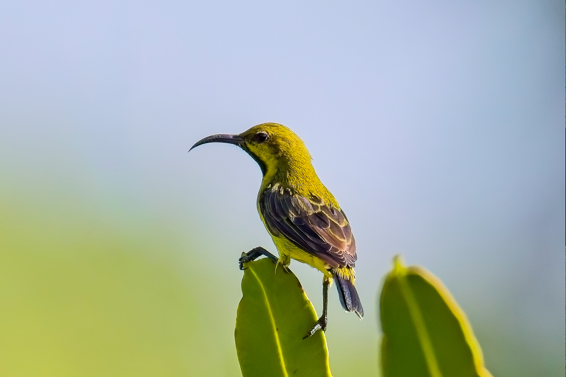 Ornate Sunbird (image by Andre Ambrose D'Penha)