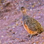 Ornate Tinamou (image by Loukia Triantafyllis)