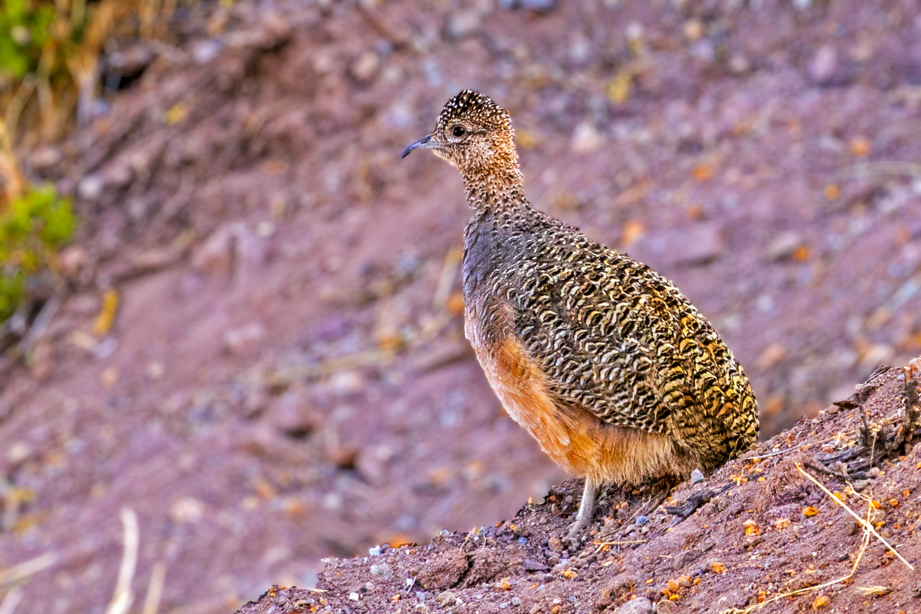 Ornate Tinamou (image by Loukia Triantafyllis)