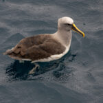Pacific Buller's Albatross (image by Nik Borrow)