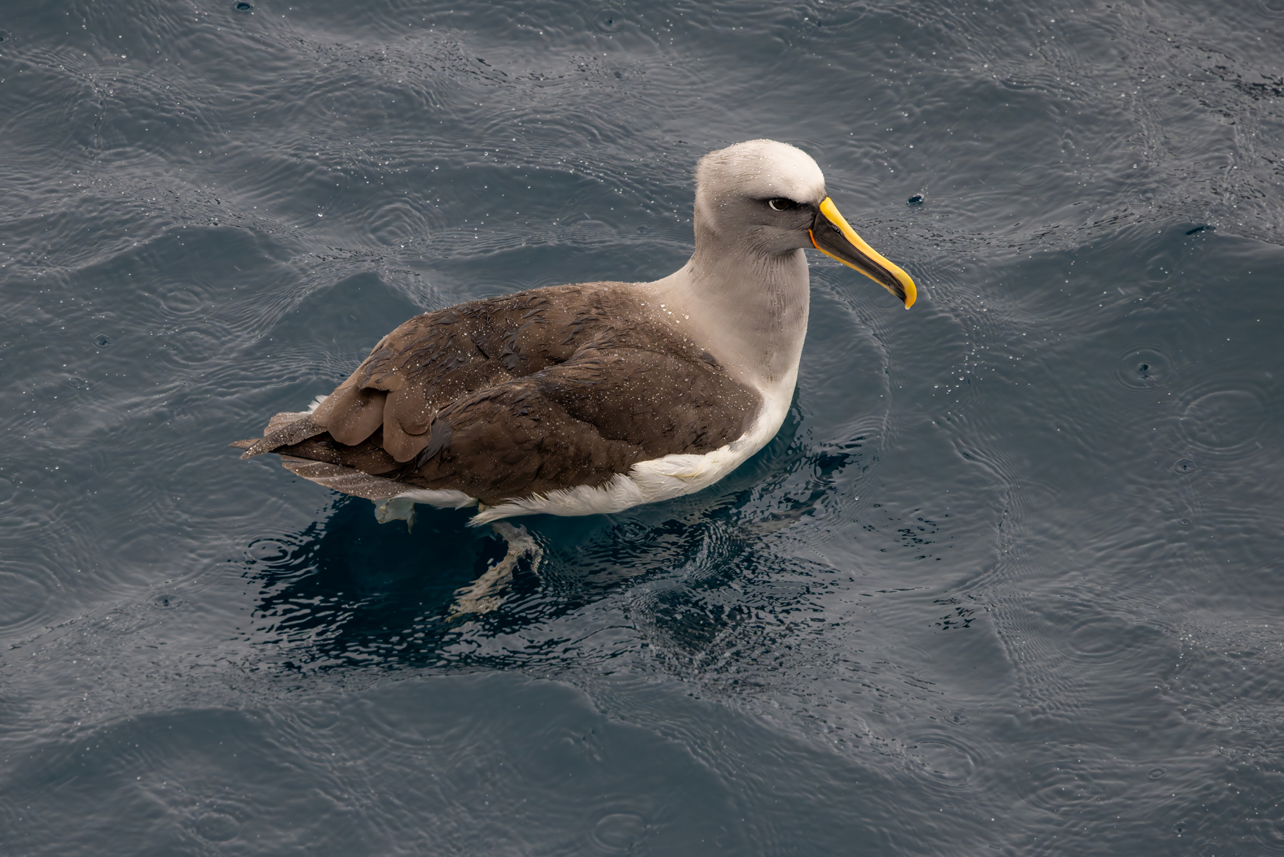 Pacific Buller's Albatross (image by Nik Borrow)
