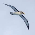 Pacific Buller's Albatross (image by Nik Borrow)