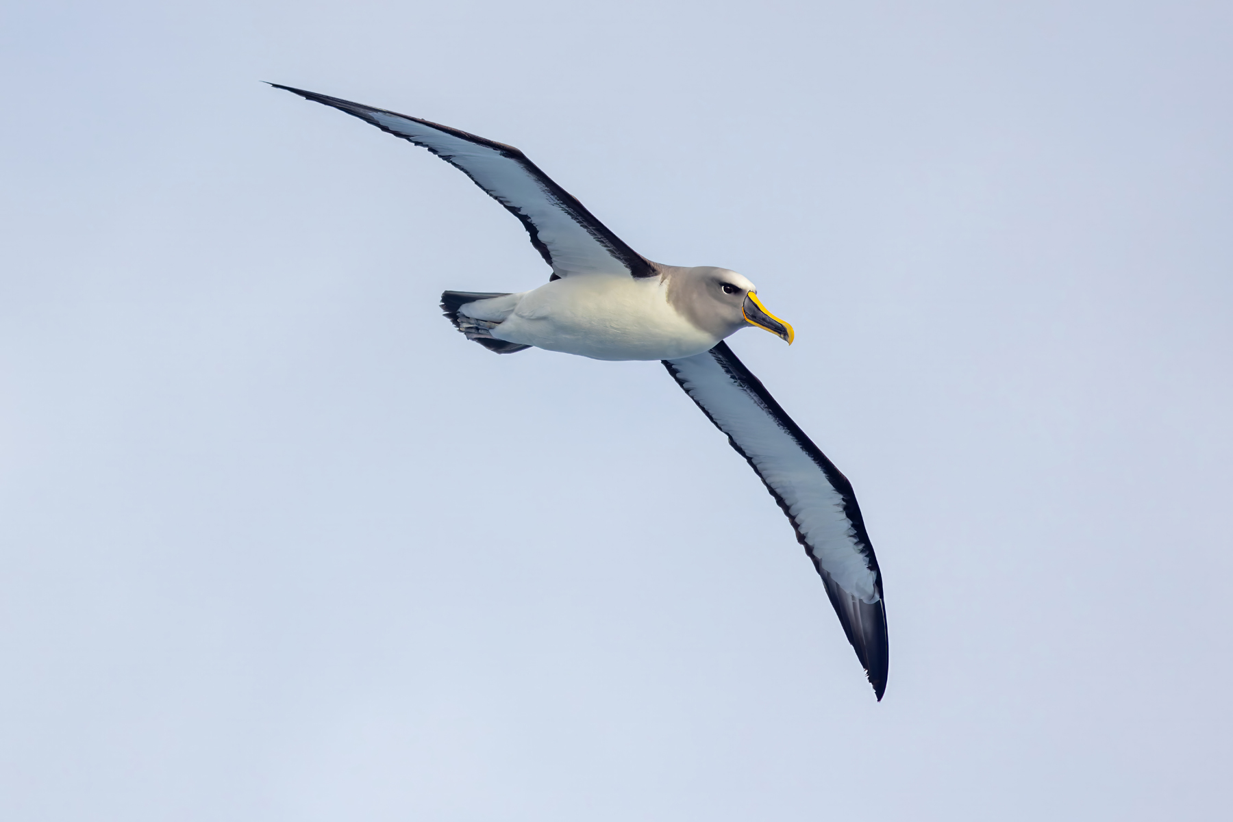 Pacific Buller's Albatross (image by Nik Borrow)