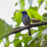Pale Blue Flycatcher (image by Andre Ambrose D'Penha)