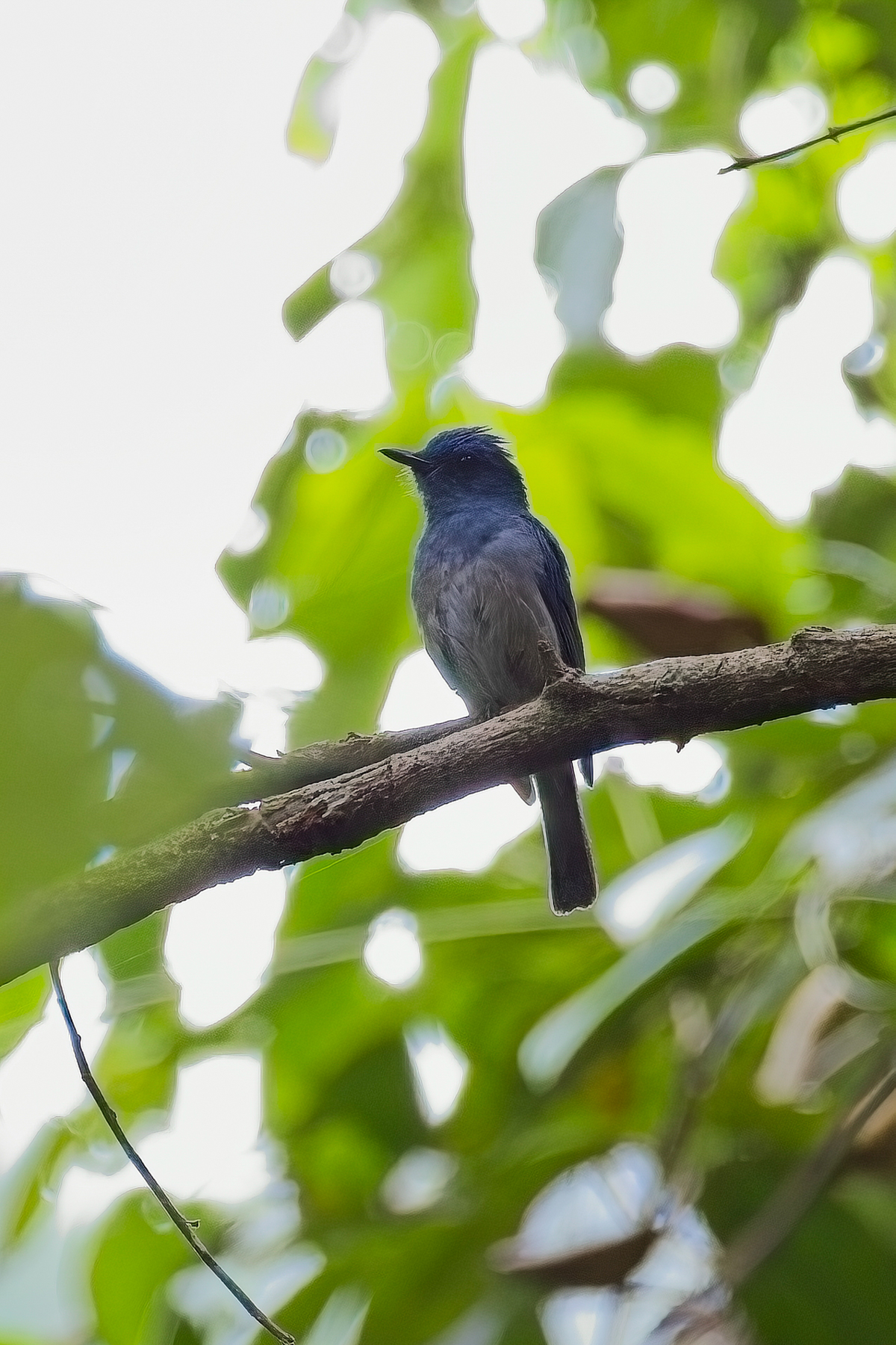 Pale Blue Flycatcher (image by Andre Ambrose D'Penha)